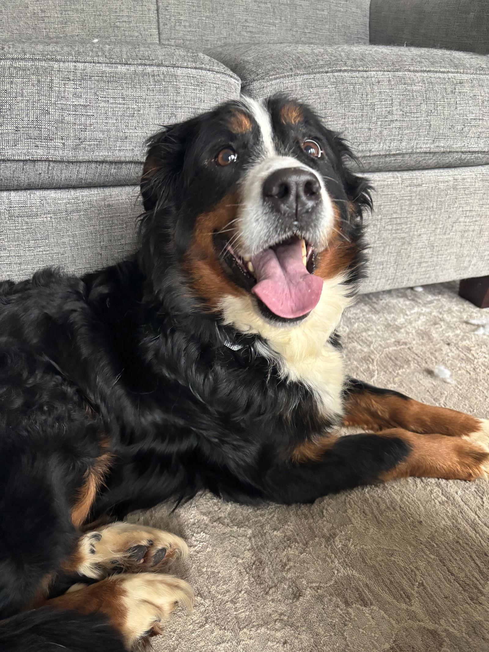 Enlarge Luna, a Adoptable Bernese Mountain Dog in Fort Wayne, IN image 2/3