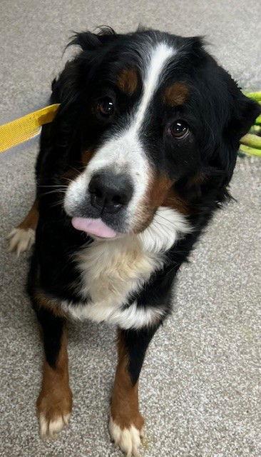 Enlarge Luna, a Adoptable Bernese Mountain Dog in Fort Wayne, IN image 3/3