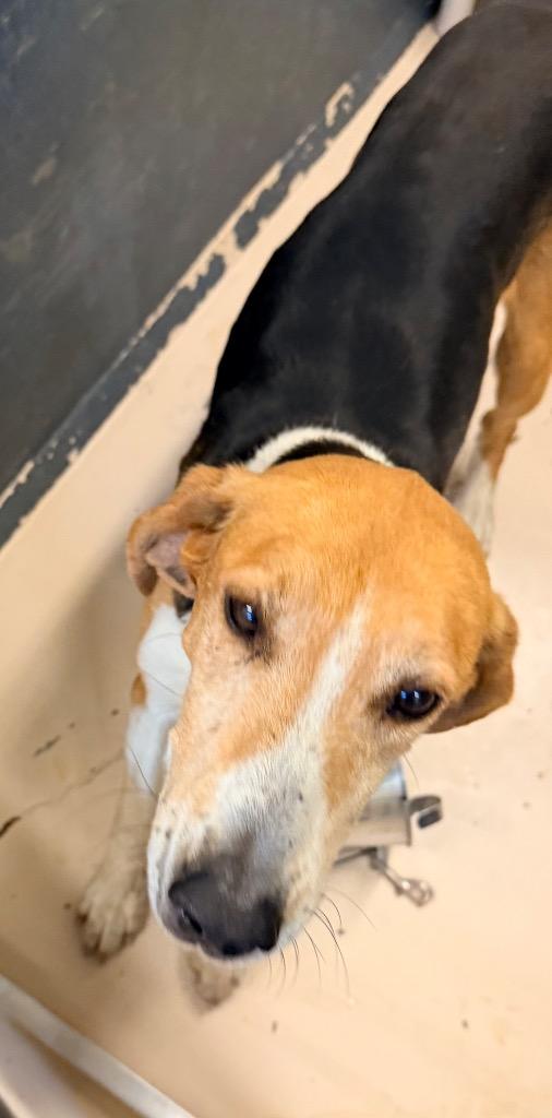 Lego, Adoptable, Adult Male Hound.
