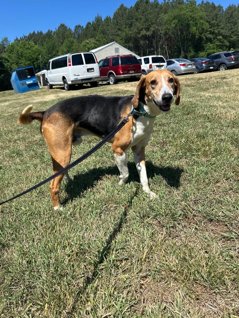 Enlarge Lego, a Adoptable Hound in Mineral, VA image 2/2