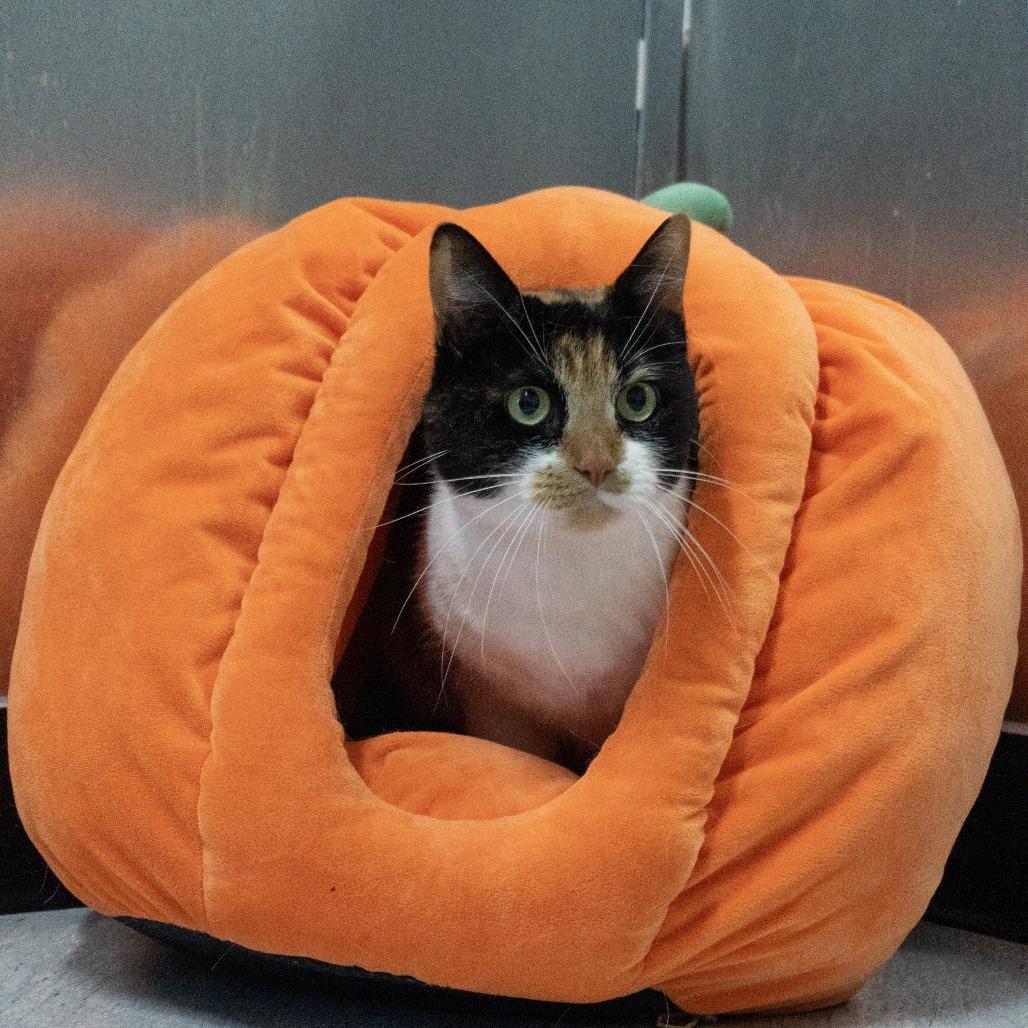 Enlarge Bugs, a Adoptable Domestic Short Hair in Elizabeth City, NC image 1/6