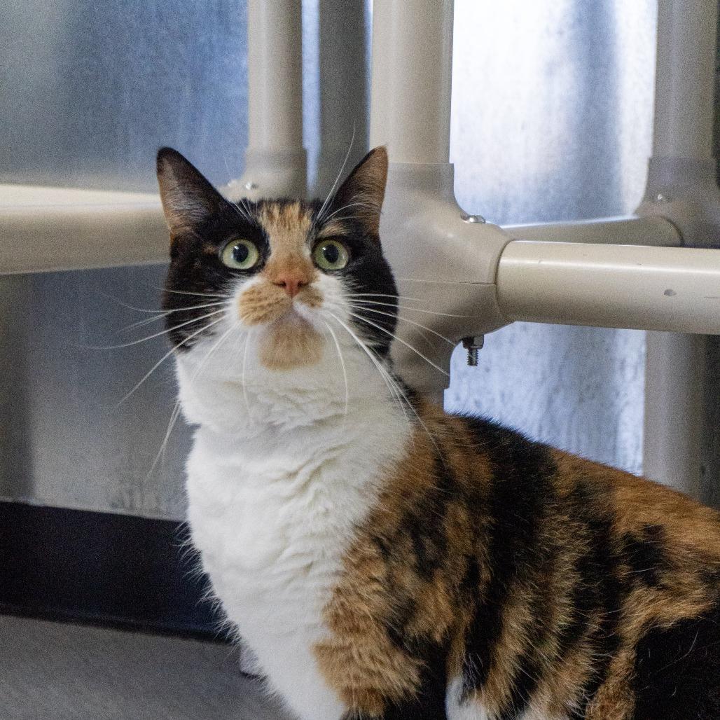 Enlarge Bugs, a Adoptable Domestic Short Hair in Elizabeth City, NC image 3/6