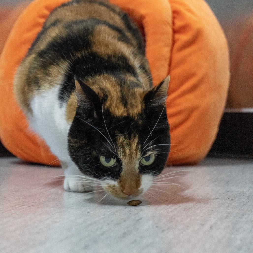 Enlarge Bugs, a Adoptable Domestic Short Hair in Elizabeth City, NC image 4/6