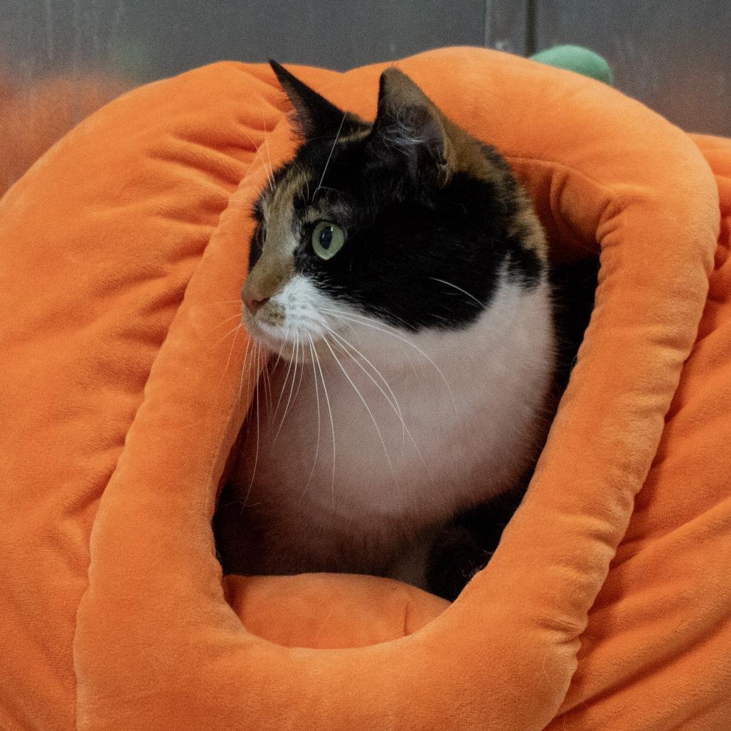 Enlarge Bugs, a Adoptable Domestic Short Hair in Elizabeth City, NC image 5/6