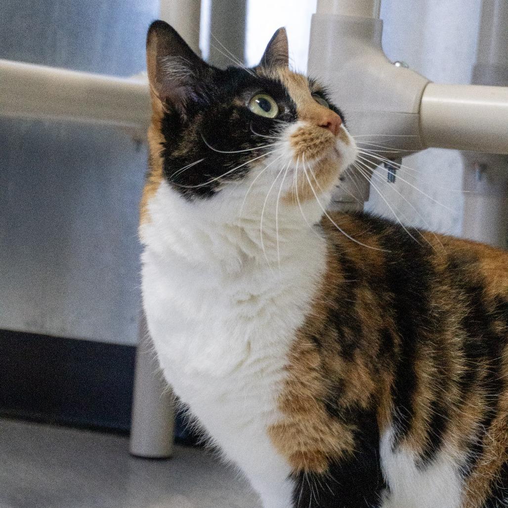 Enlarge Bugs, a Adoptable Domestic Short Hair in Elizabeth City, NC image 6/6