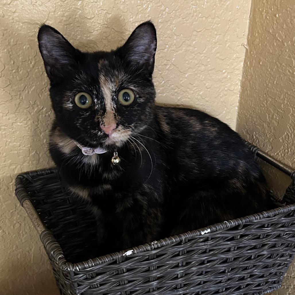 Enlarge Don't Dilly Dally Silly Sally, a Adoptable Domestic Short Hair in Boerne, TX image 1/6