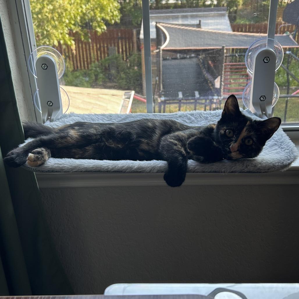 Enlarge Don't Dilly Dally Silly Sally, a Adoptable Domestic Short Hair in Boerne, TX image 2/6