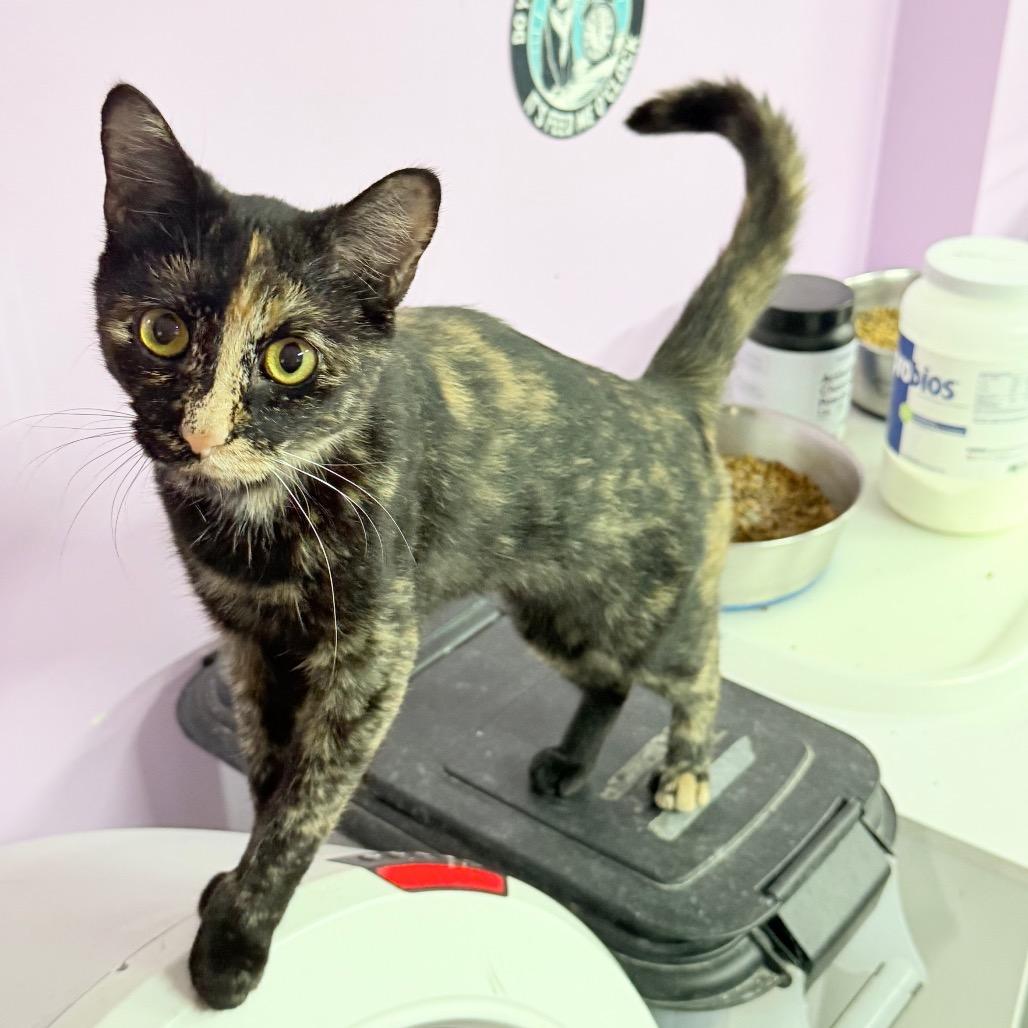 Enlarge Don't Dilly Dally Silly Sally, a Adoptable Domestic Short Hair in Boerne, TX image 3/6