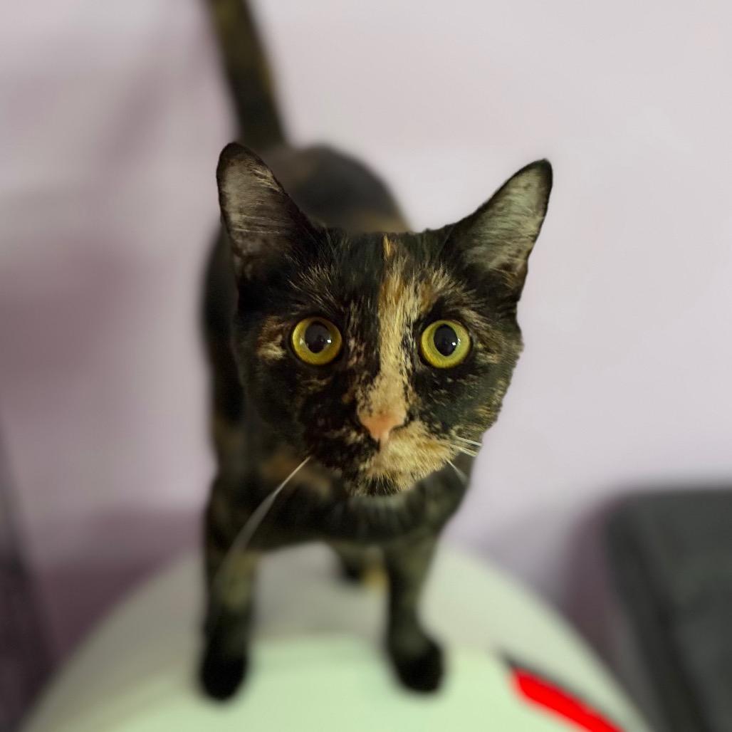 Enlarge Don't Dilly Dally Silly Sally, a Adoptable Domestic Short Hair in Boerne, TX image 4/6