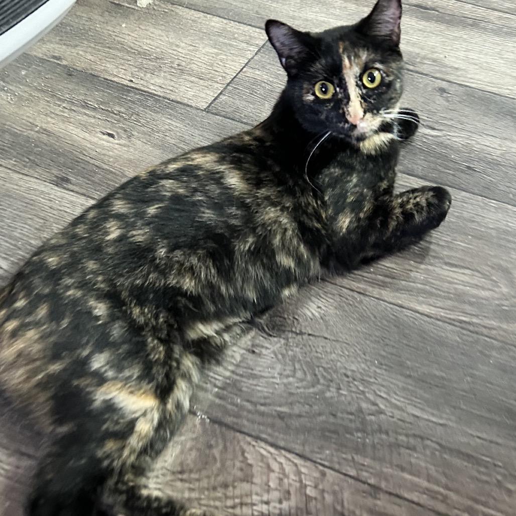 Enlarge Don't Dilly Dally Silly Sally, a Adoptable Domestic Short Hair in Boerne, TX image 5/6