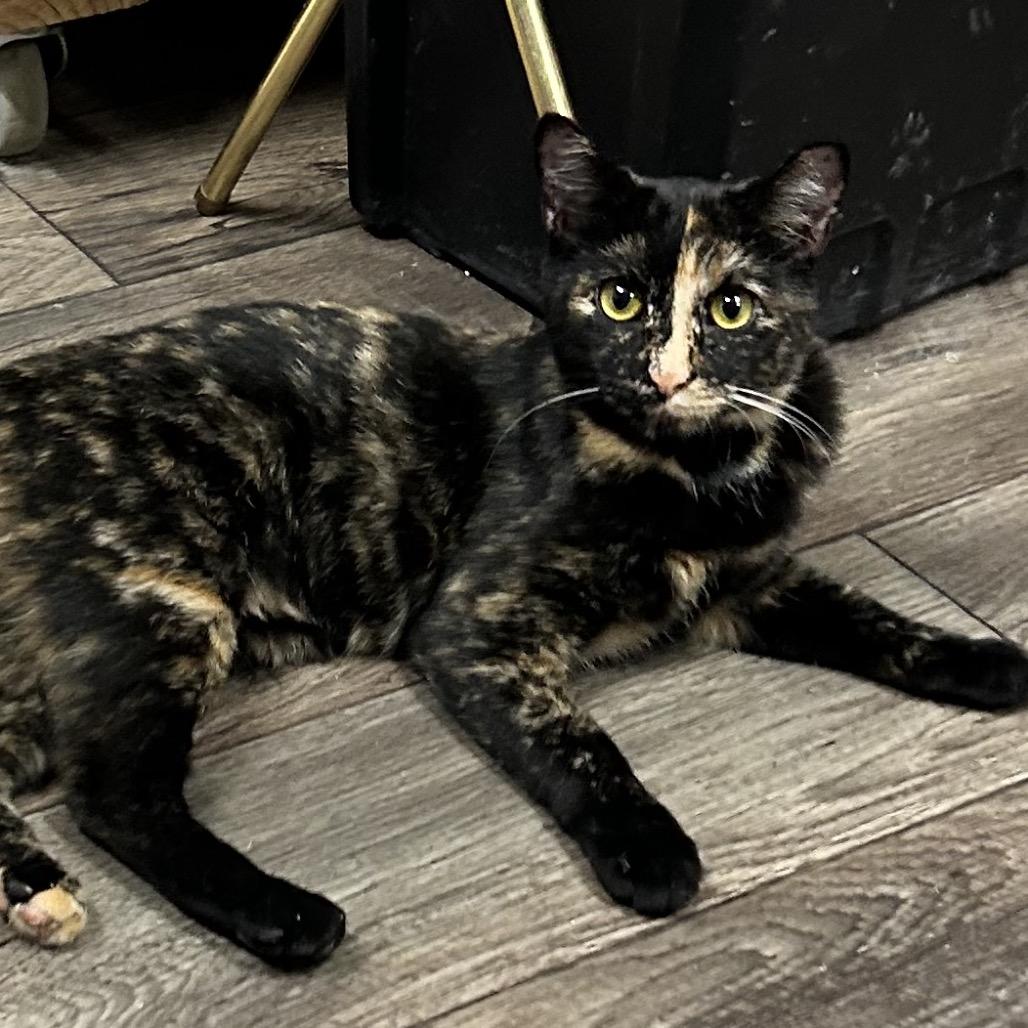 Enlarge Don't Dilly Dally Silly Sally, a Adoptable Domestic Short Hair in Boerne, TX image 6/6