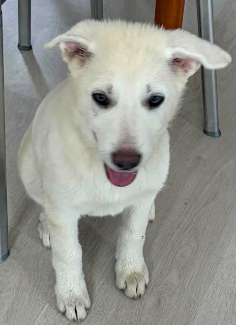 Birdie, a Adoptable mixed breed in Nashua, NH image 5/5