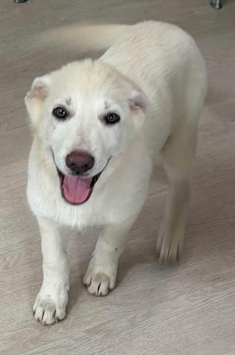 Birdie, a Adoptable mixed breed in Nashua, NH image 1/5