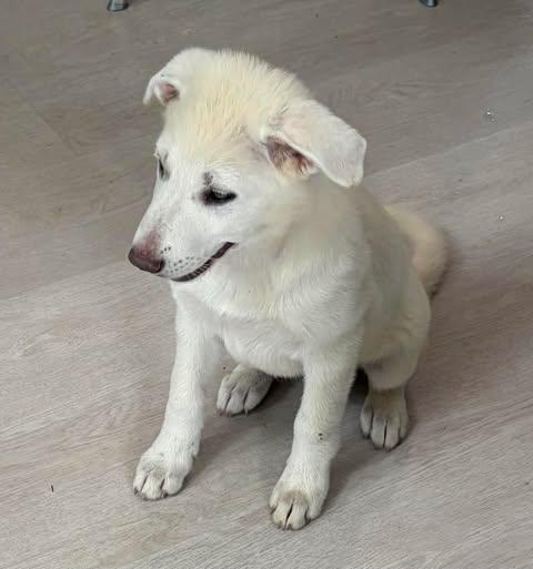 Birdie, a Adoptable mixed breed in Nashua, NH image 2/5