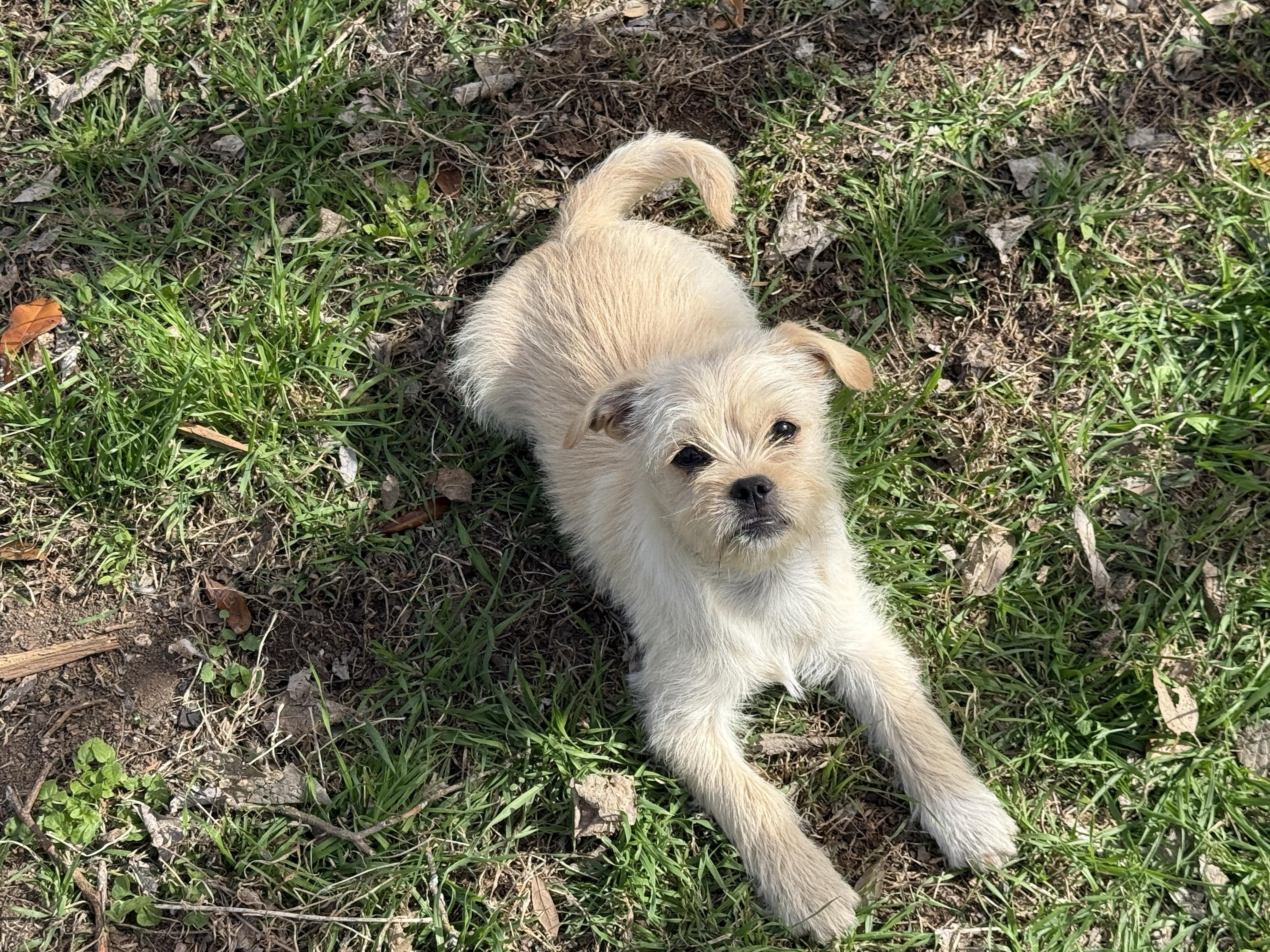 Enlarge Indola, a Adoptable mixed breed in Round Rock, TX image 3/3