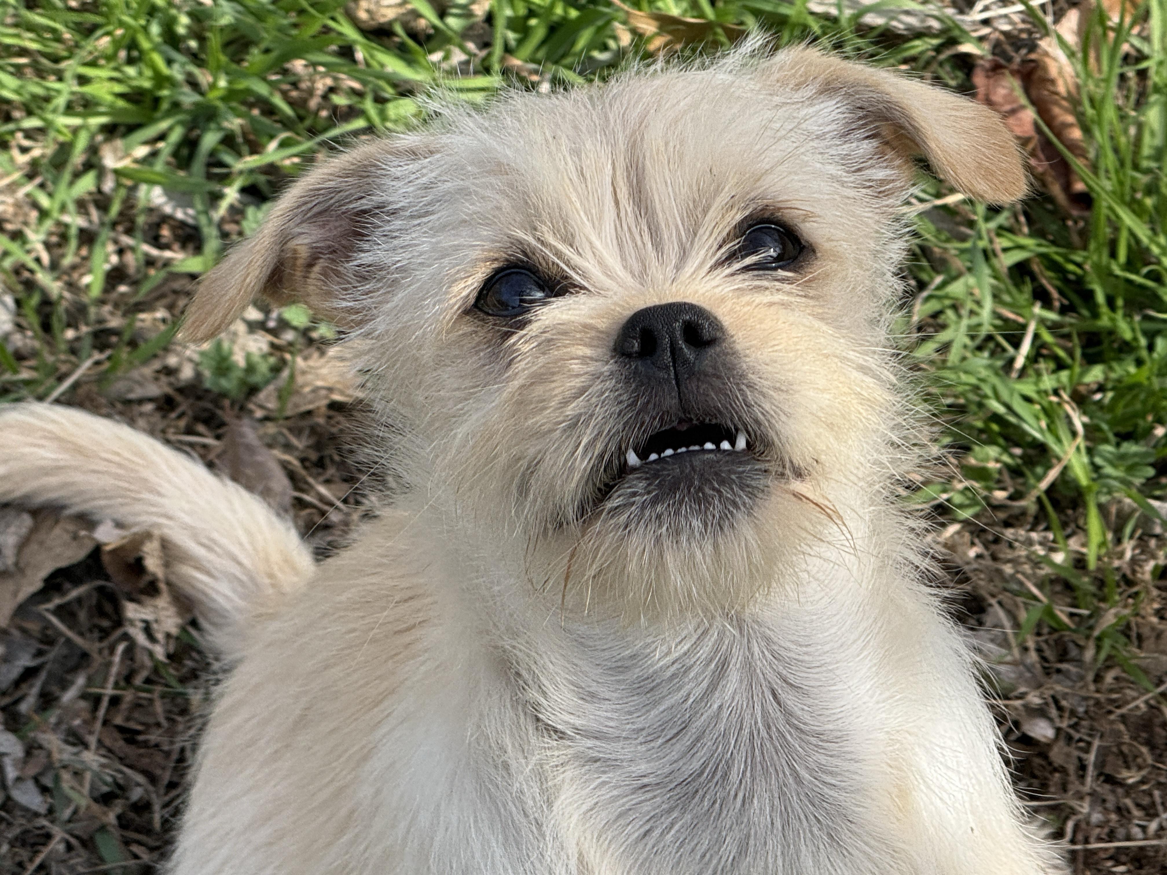 Enlarge Indola, a Adoptable mixed breed in Round Rock, TX image 2/3