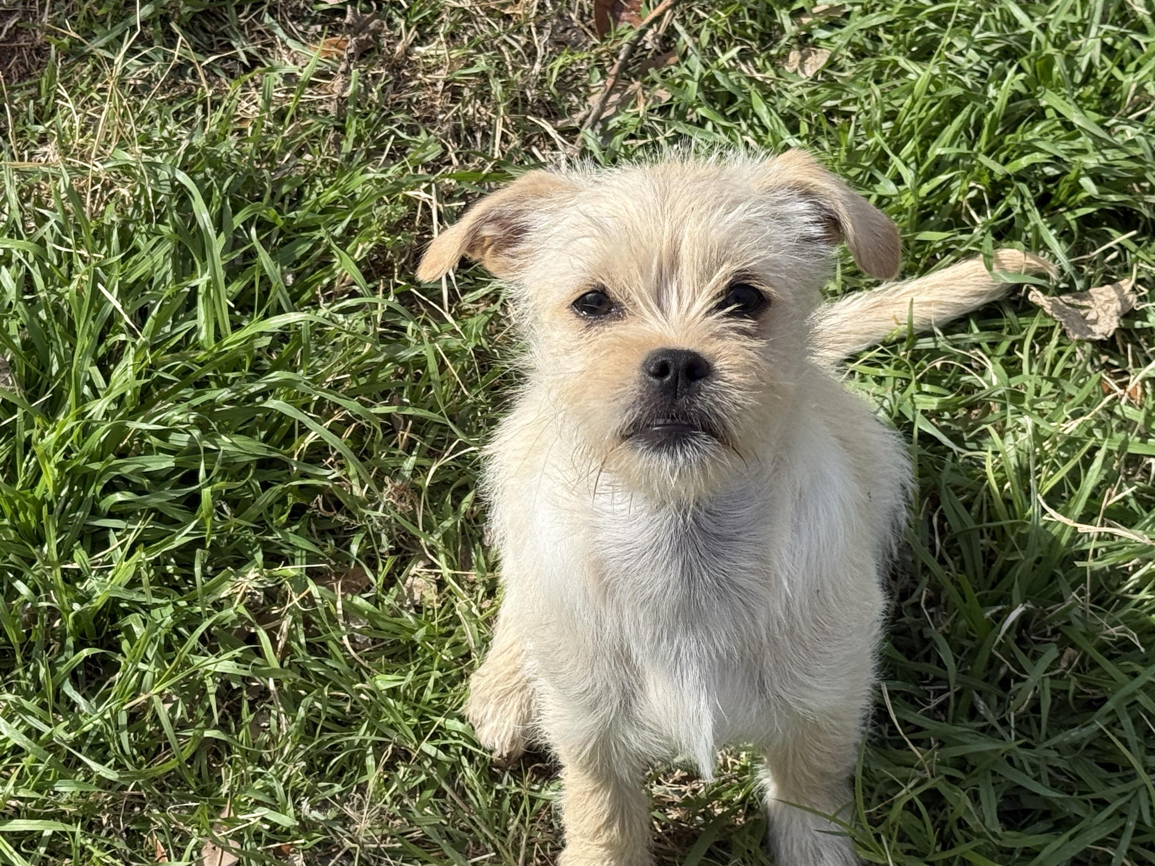Indola, Adoptable, Young Female Brussels Griffon.
