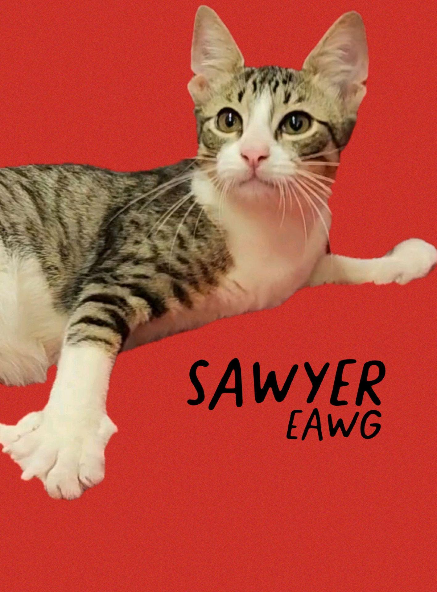 Sawyer, a Adoptable mixed breed in Pensacola, FL image 1/2