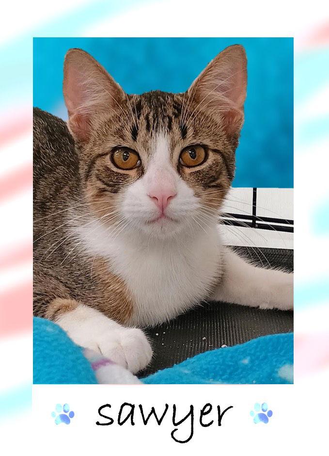 Sawyer, a Adoptable mixed breed in Pensacola, FL image 2/2