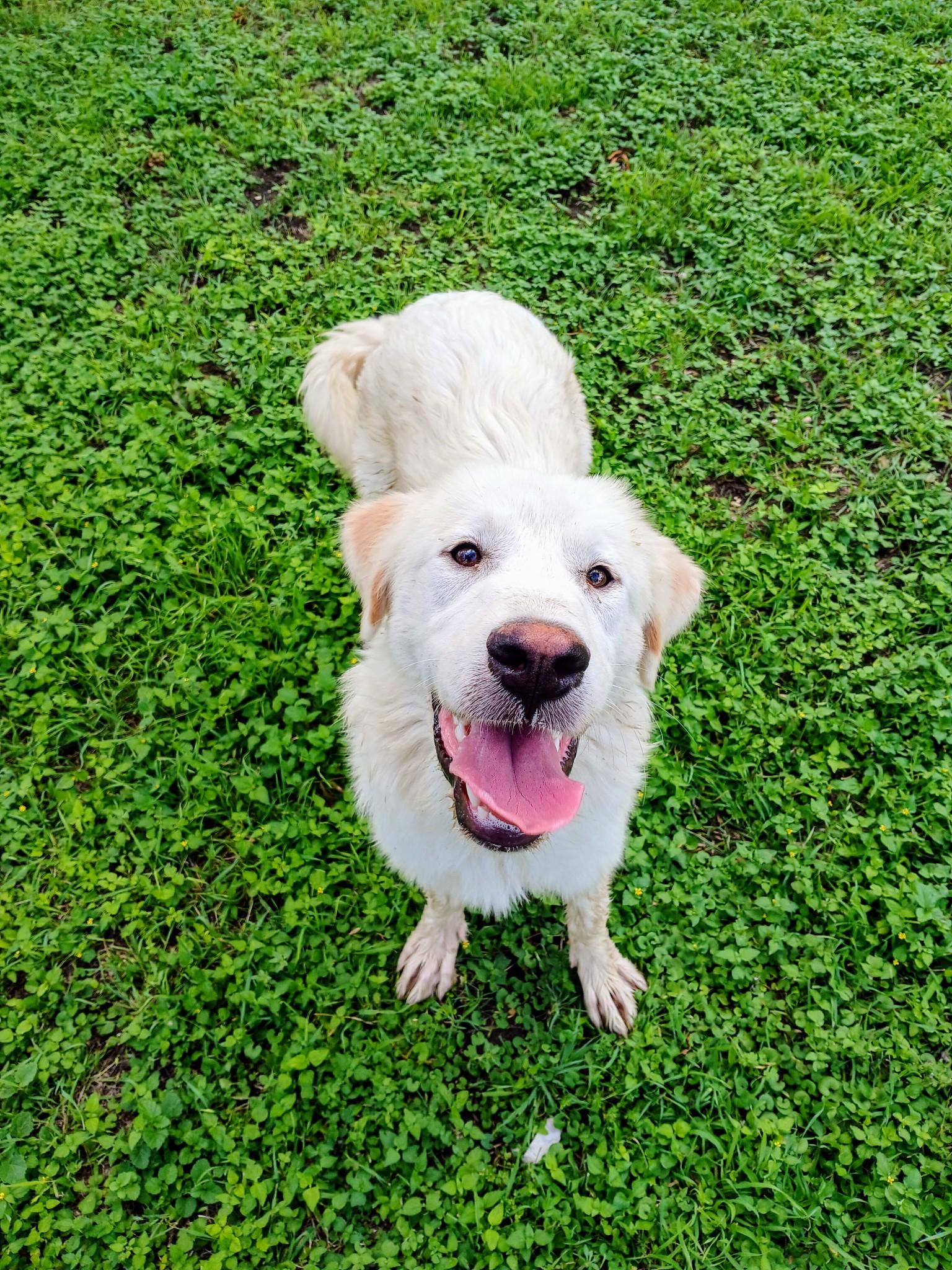 Arya, adopted, Young Female Great Pyrenees.