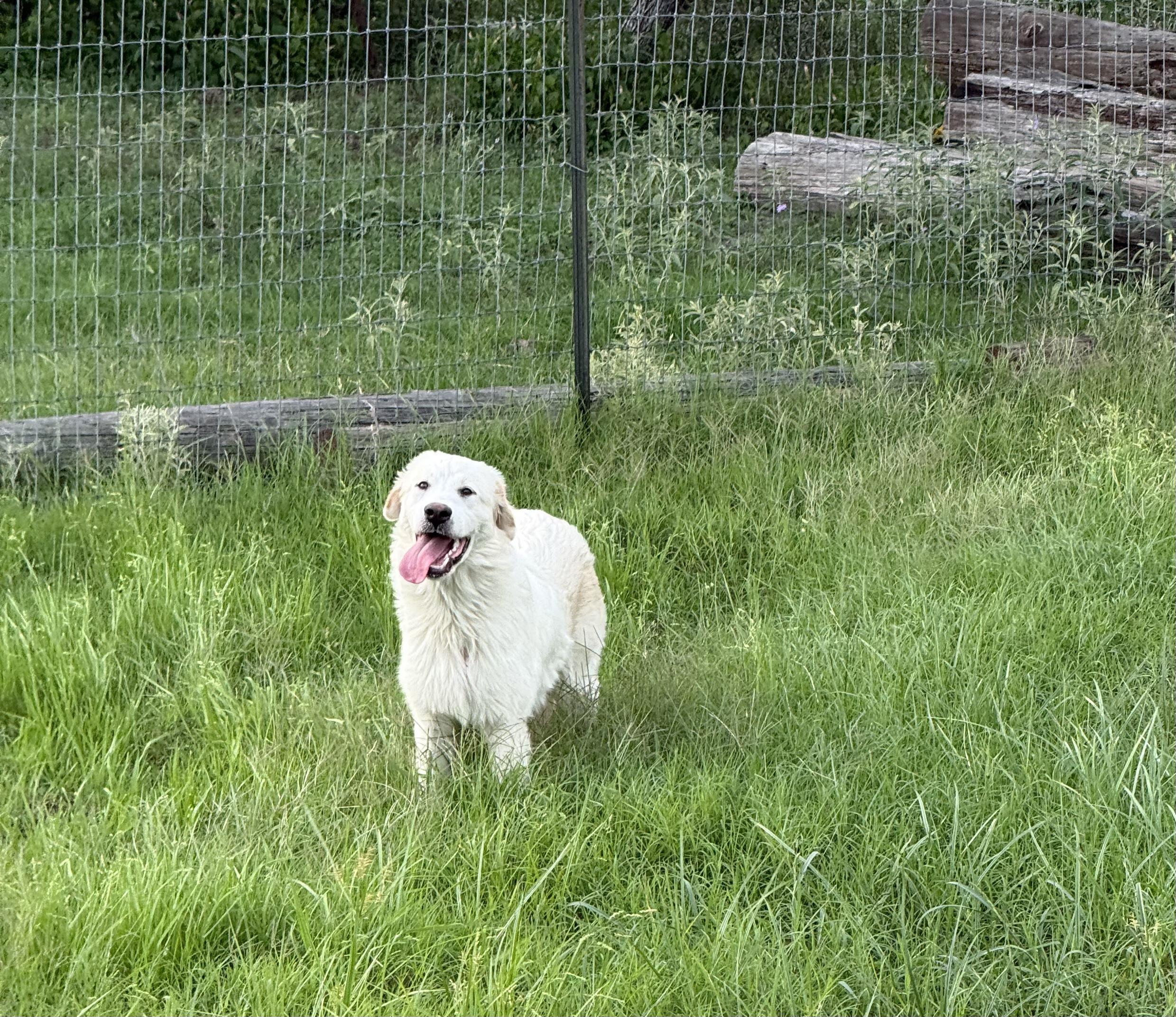 Enlarge Arya, an adopted mixed breed in Lockhart, TX image 2/4