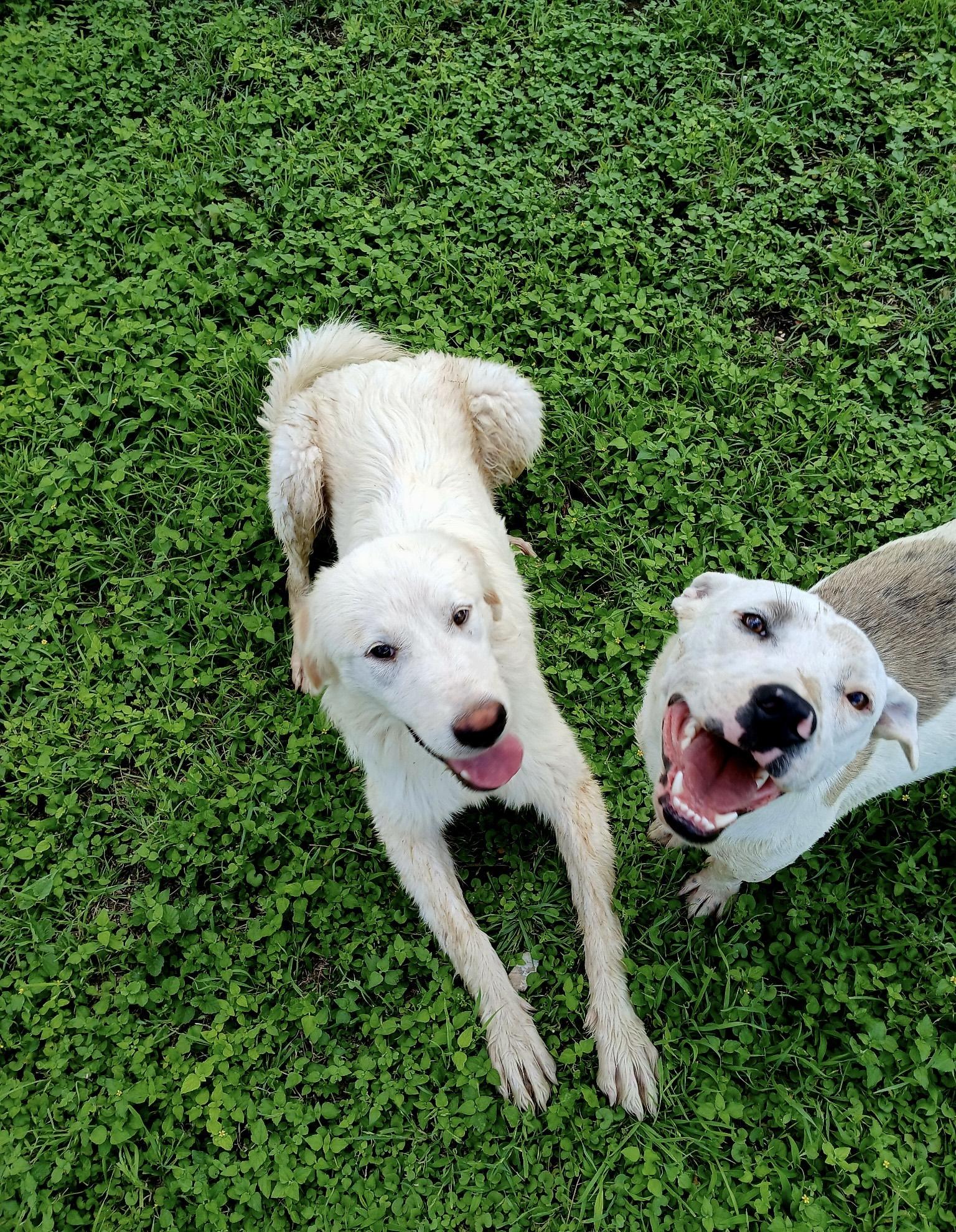 Enlarge Arya, an adopted mixed breed in Lockhart, TX image 3/4