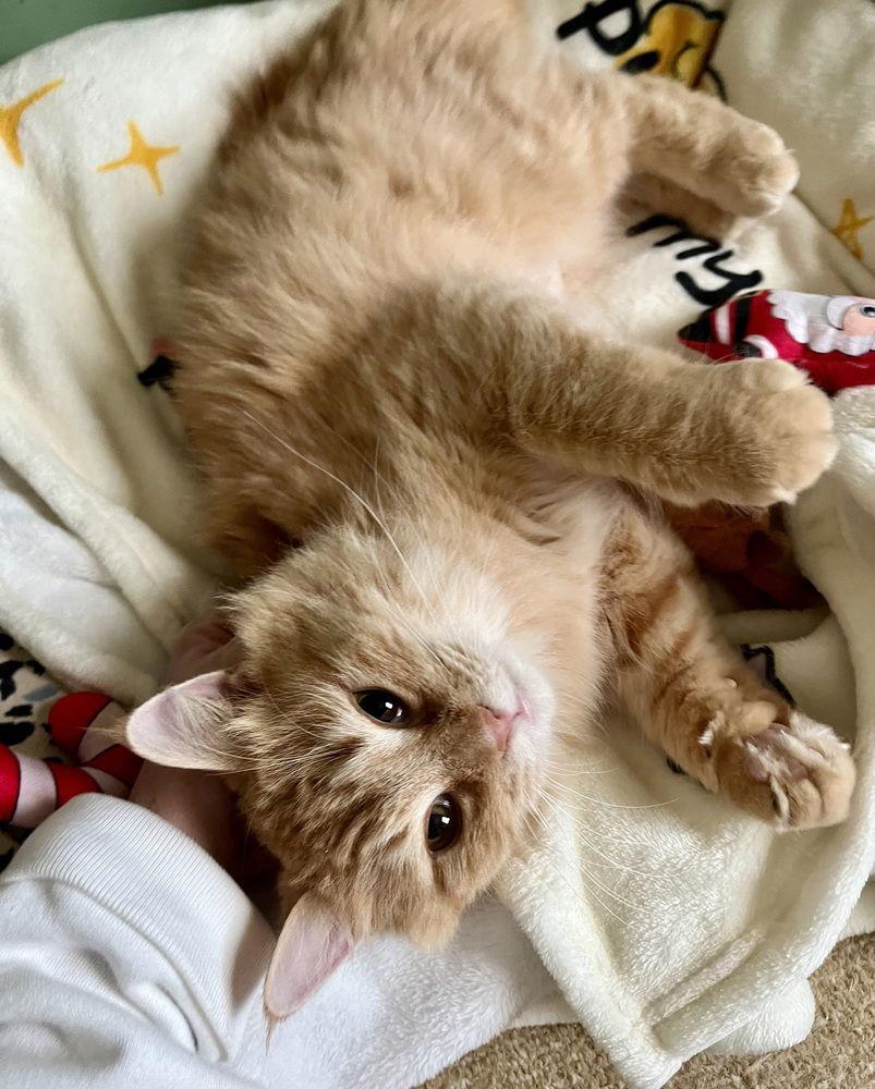 Porsche, Adoptable, Adult Female Domestic Medium Hair & Domestic Short Hair.