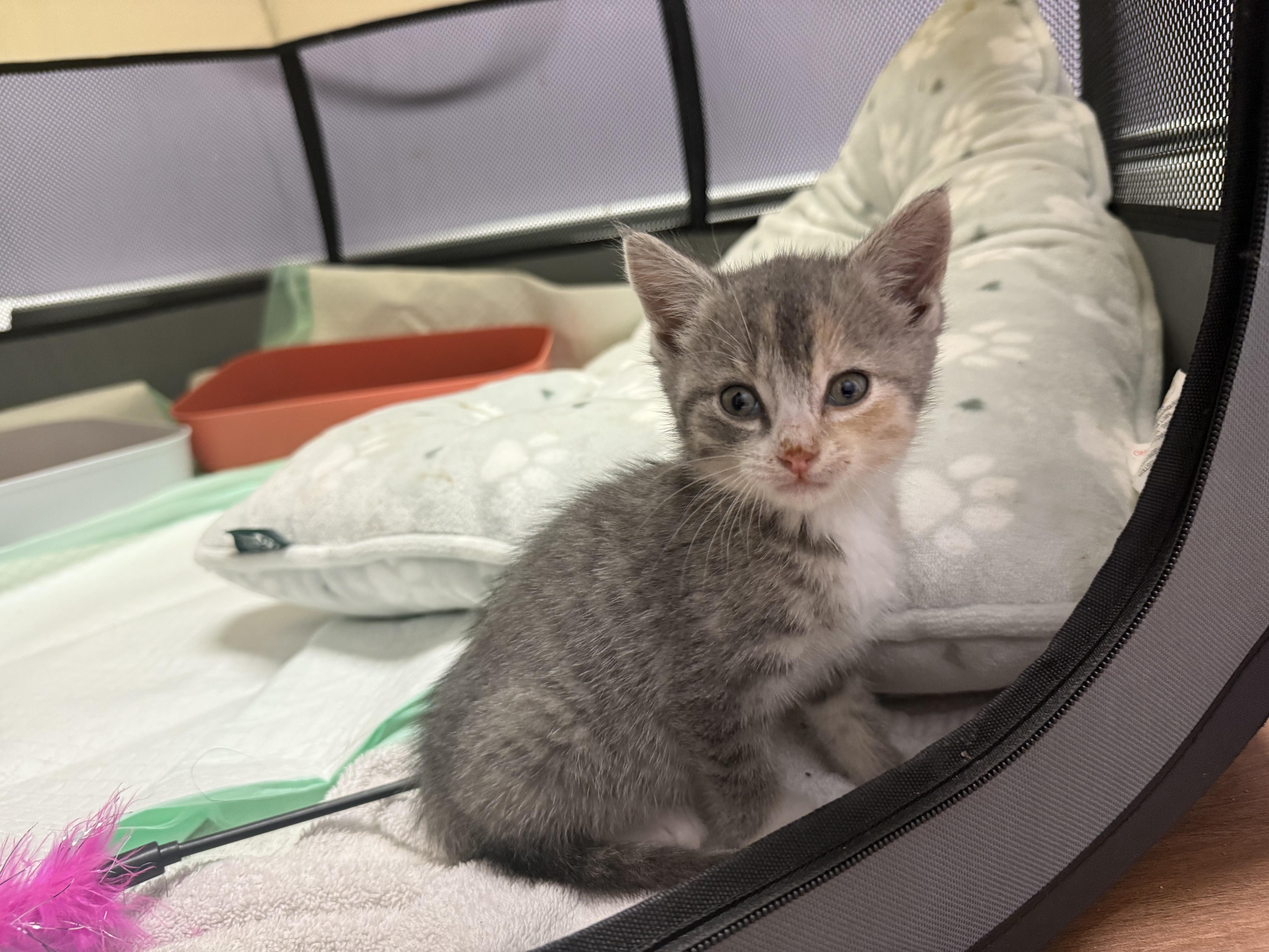 Enlarge Maura, a ADOPTABLE Dilute Calico in Clifton, NJ image 6/6