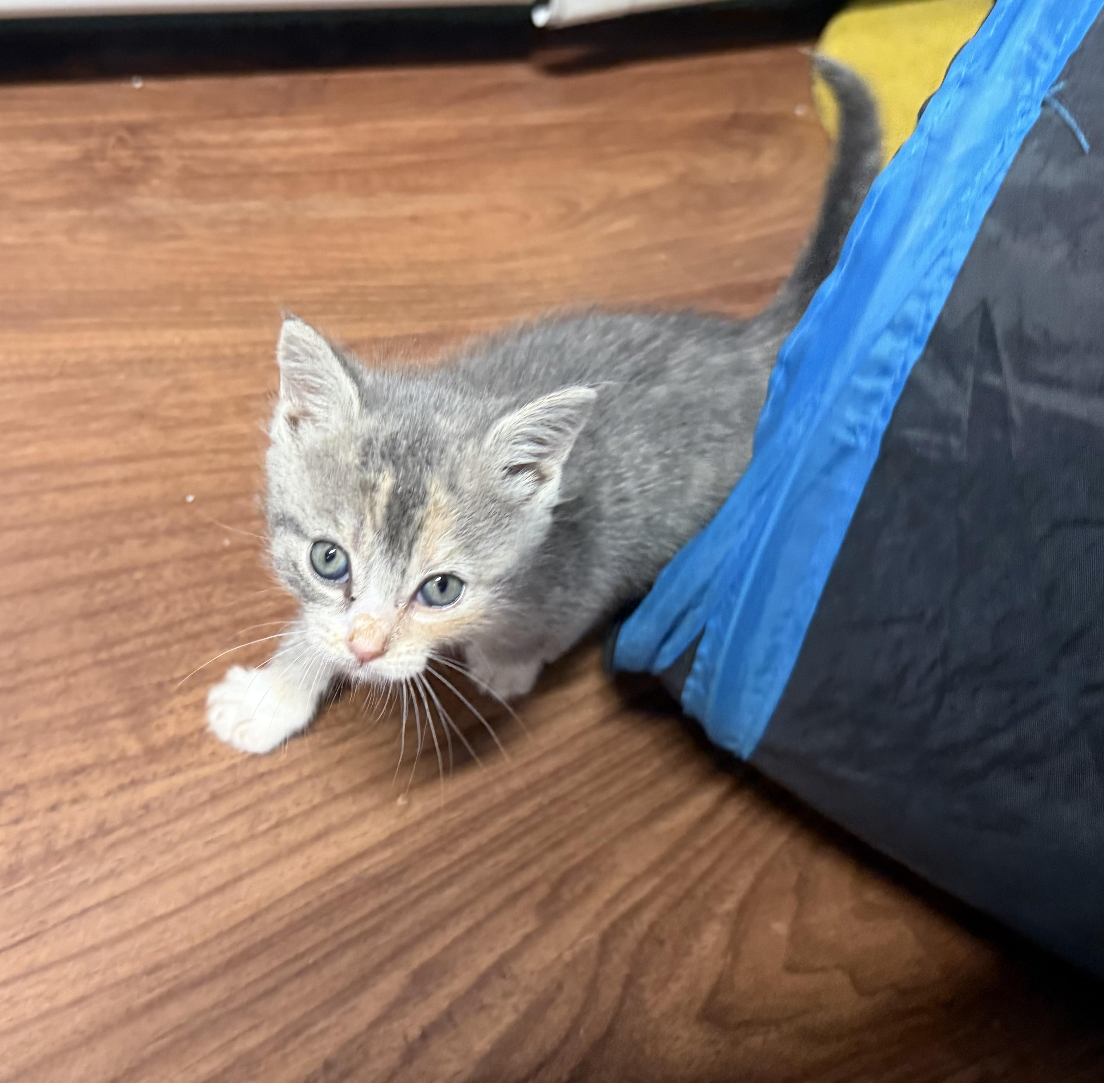 Enlarge Maura, a ADOPTABLE Dilute Calico in Clifton, NJ image 4/6
