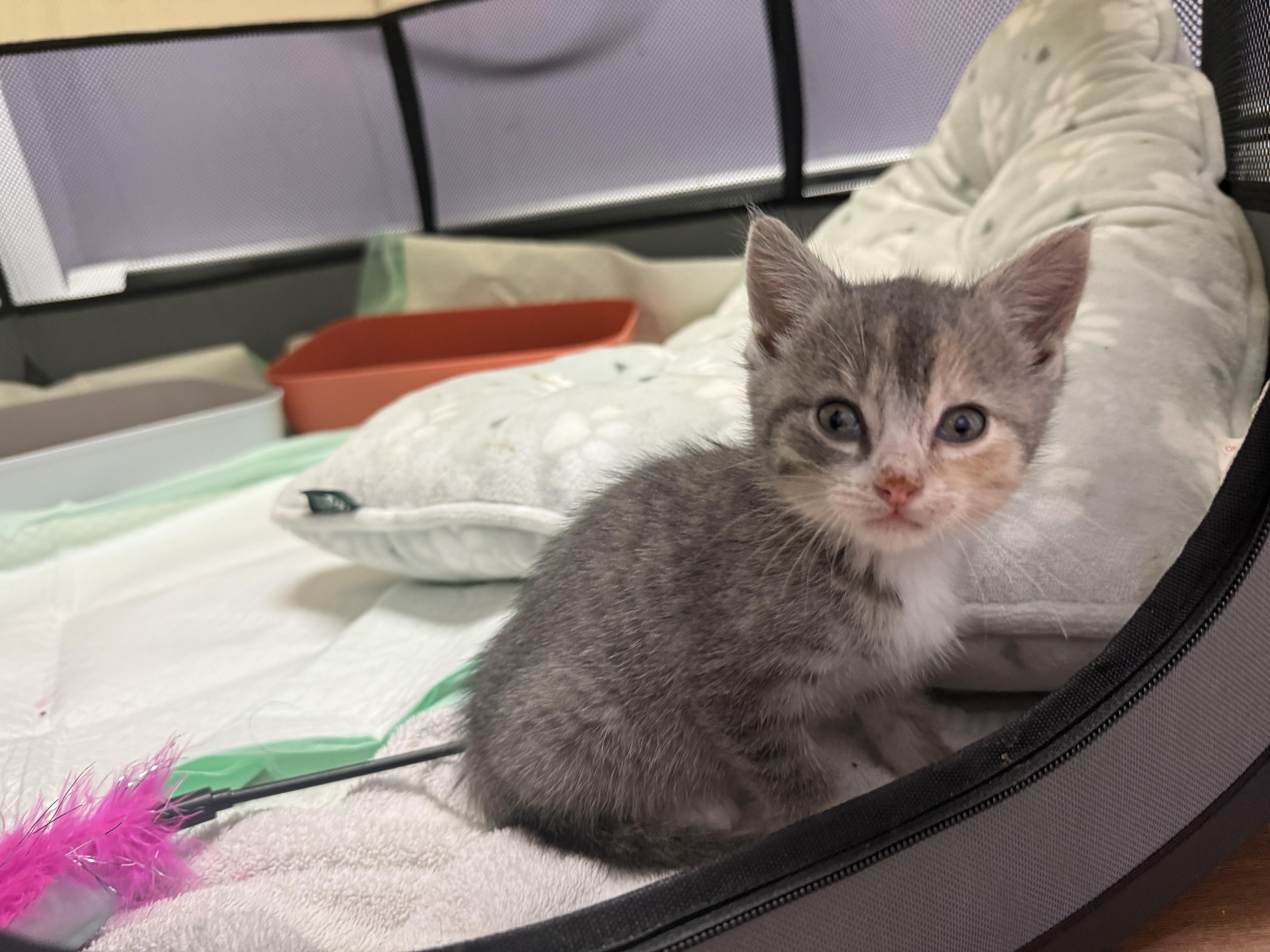 Maura, ADOPTABLE, Kitten Female Dilute Calico.