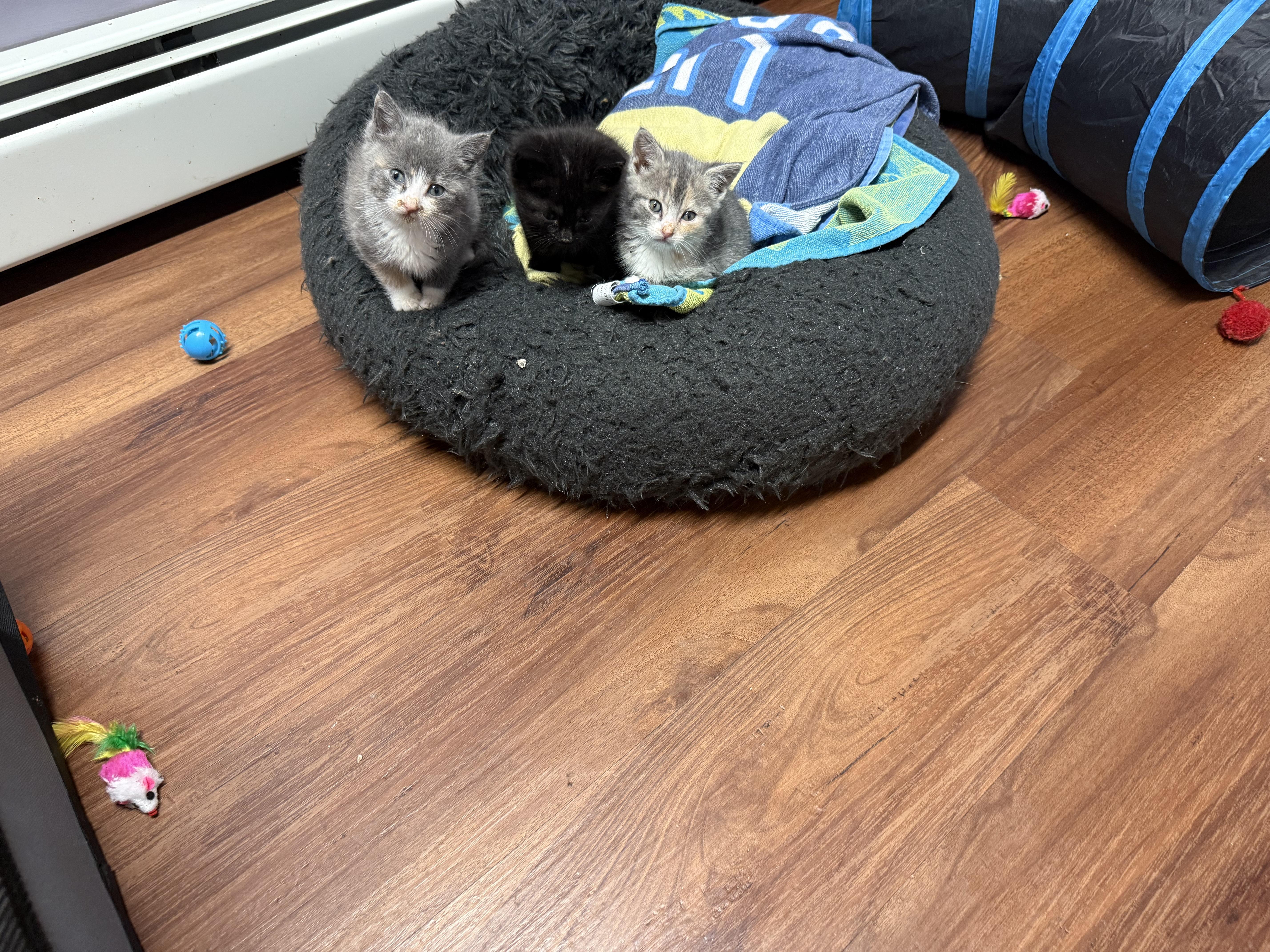 Enlarge Maura, a ADOPTABLE Dilute Calico in Clifton, NJ image 2/6