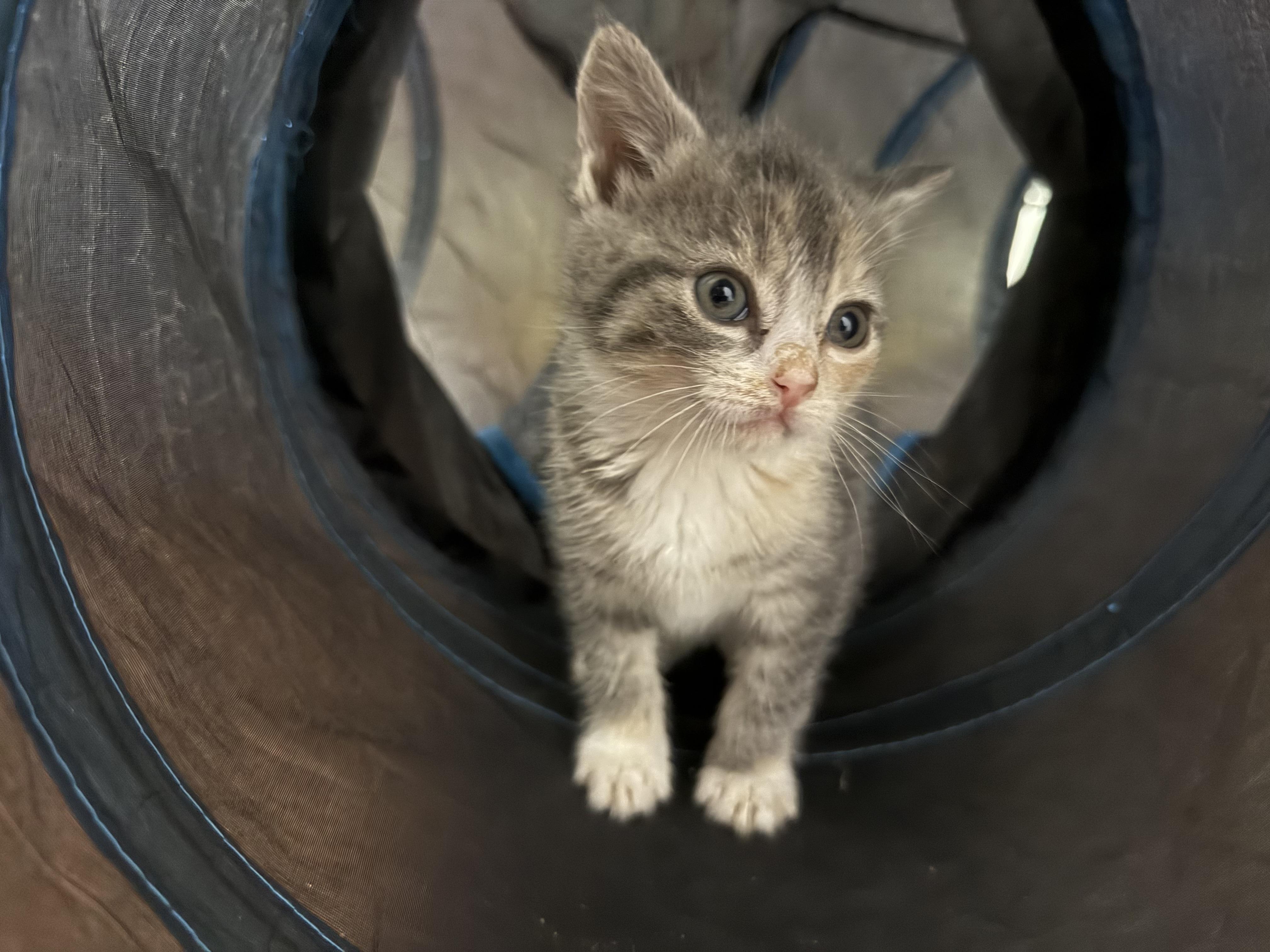Enlarge Maura, a ADOPTABLE Dilute Calico in Clifton, NJ image 5/6