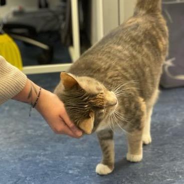 Enlarge Leah, a Adoptable Domestic Short Hair in Houston, TX image 1/4