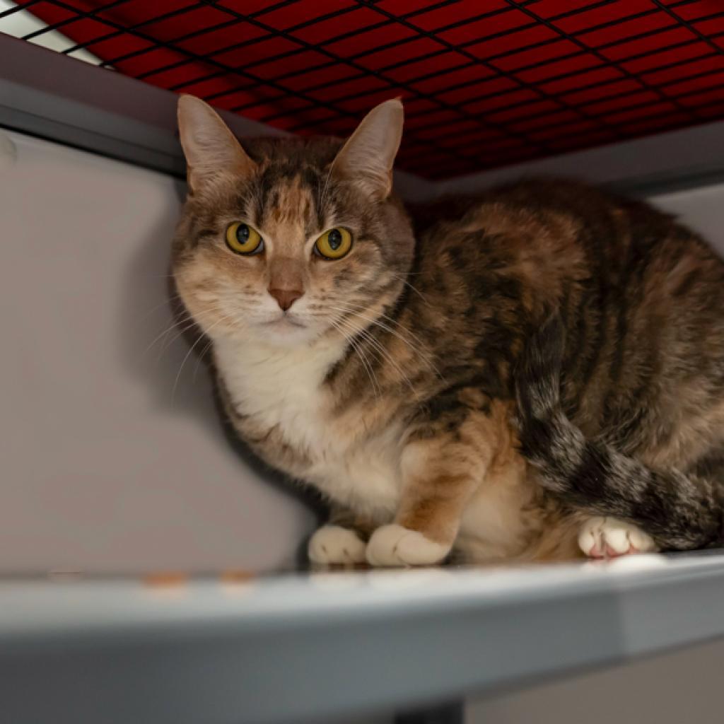 Enlarge Leah, a Adoptable Domestic Short Hair in Houston, TX image 2/4