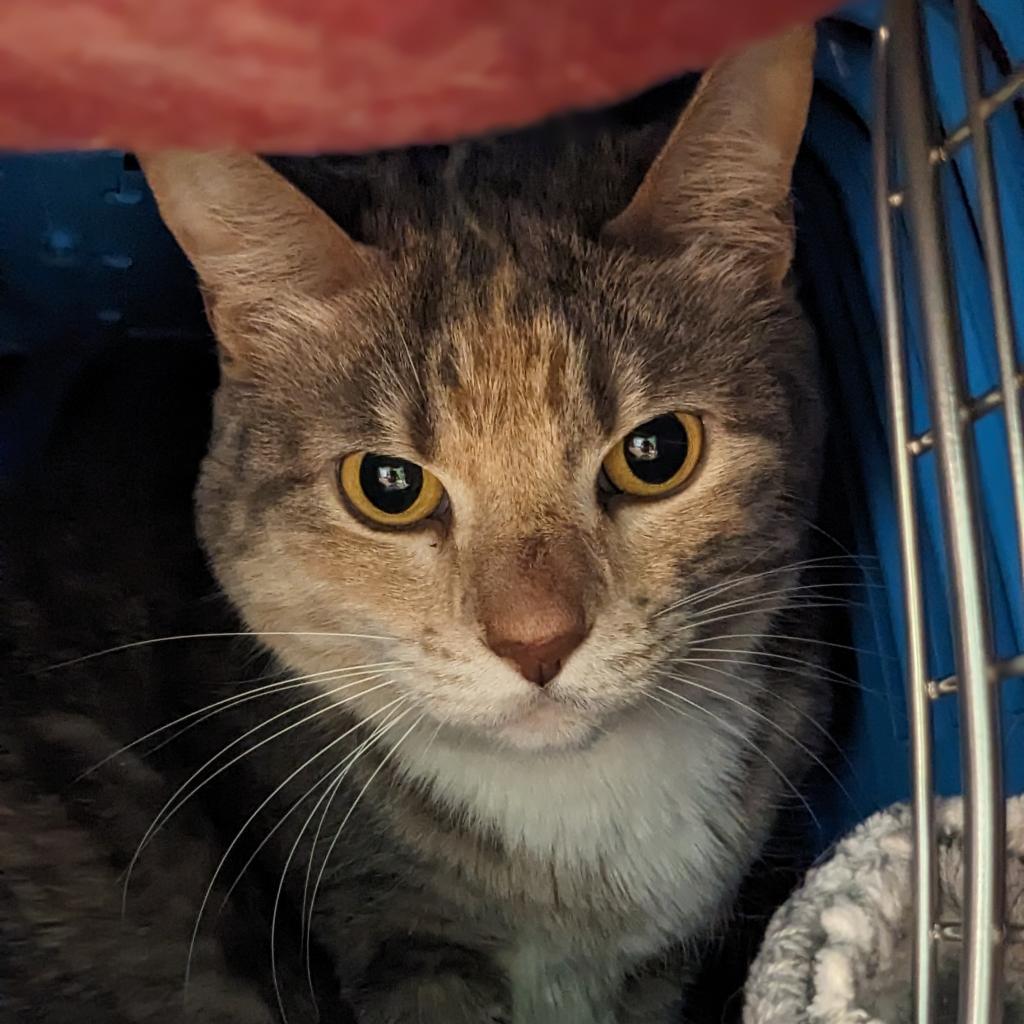 Enlarge Leah, a Adoptable Domestic Short Hair in Houston, TX image 3/4