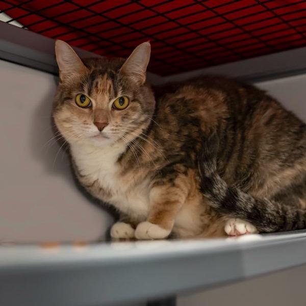 Enlarge Leah, a Adoptable Domestic Short Hair in Houston, TX image 4/4