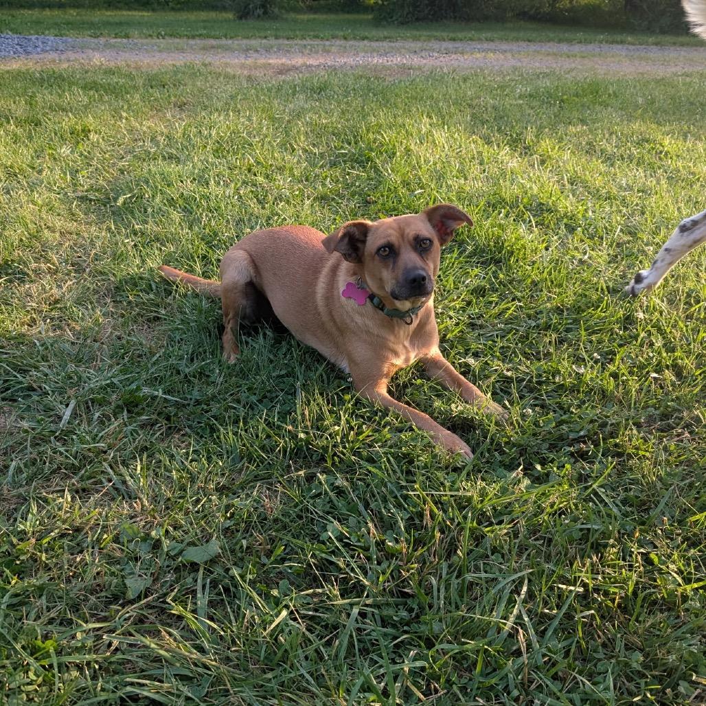 Fern, Adoptable, Adult Female Chihuahua & Feist.