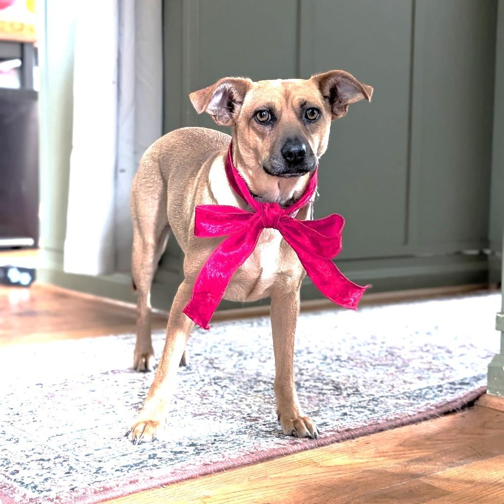 Enlarge Fern, a Adoptable mixed breed in Chantilly, VA image 1/4