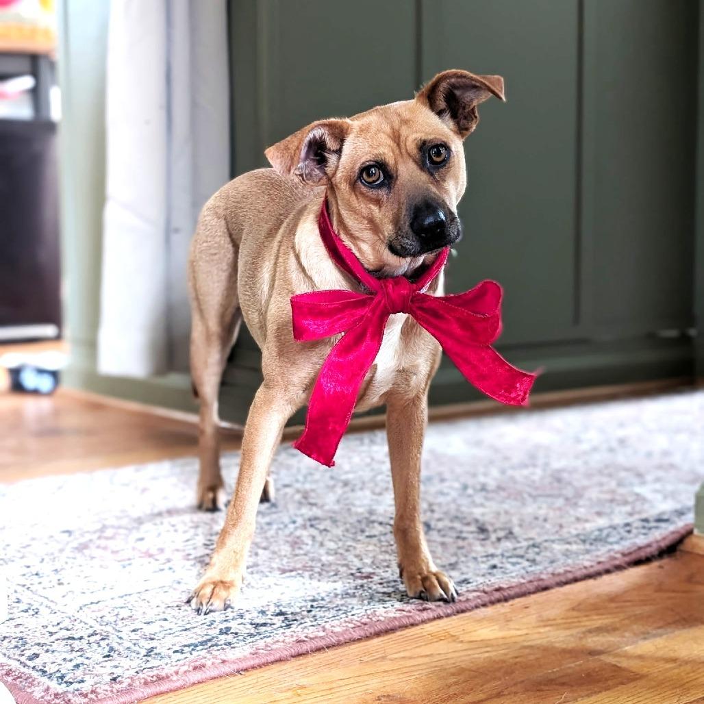 Enlarge Fern, a Adoptable mixed breed in Chantilly, VA image 2/4