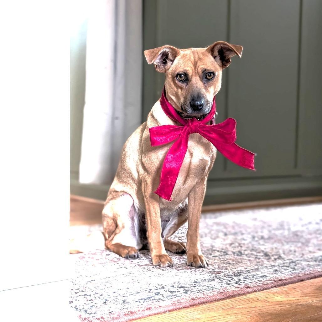 Enlarge Fern, a Adoptable mixed breed in Chantilly, VA image 3/4