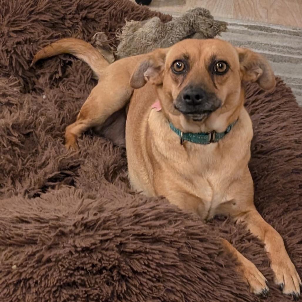 Fern, a Adoptable mixed breed in Chantilly, VA image 5/6