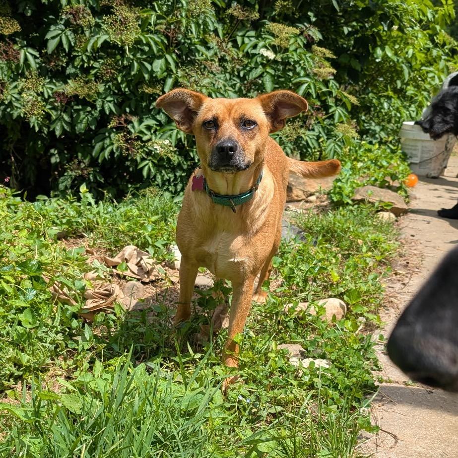 Fern, a Adoptable mixed breed in Chantilly, VA image 4/6
