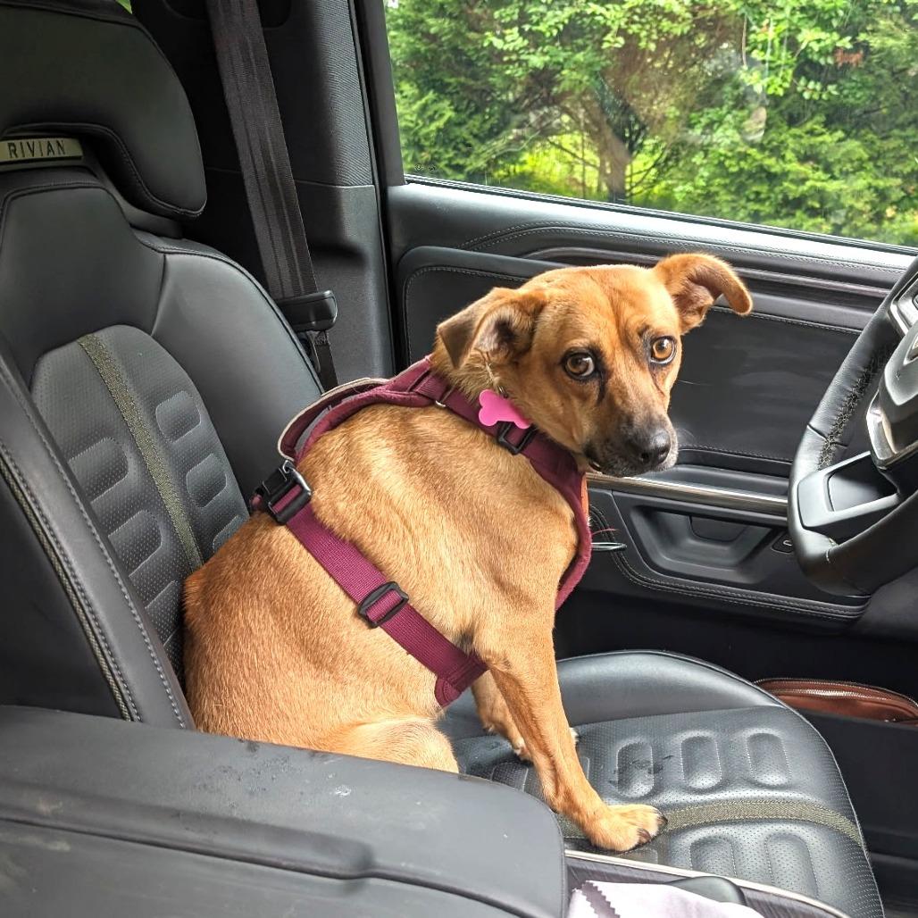 Fern, a Adoptable mixed breed in Chantilly, VA image 5/6