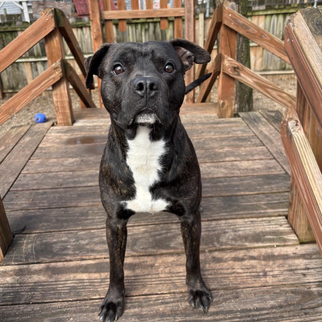 Brody 2257, Adoptable, Adult Male Mixed Breed.