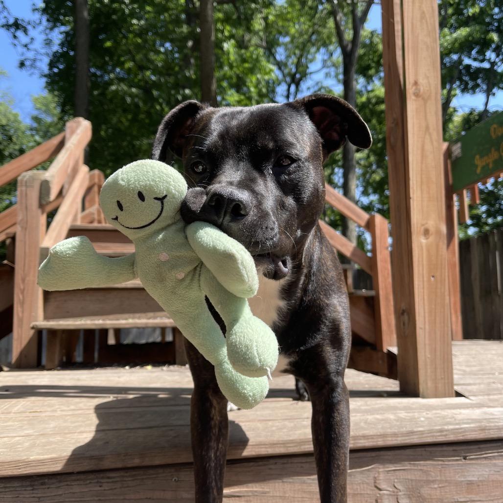 Brody 2257, a Adoptable Mixed Breed in Kansas City, MO image 2/6