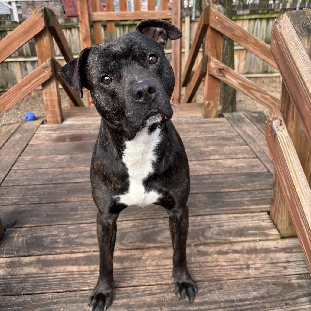 Brody 2257, a Adoptable Mixed Breed in Kansas City, MO image 3/6
