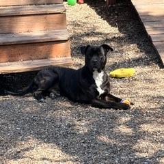 Brody 2257, a Adoptable Mixed Breed in Kansas City, MO image 4/6