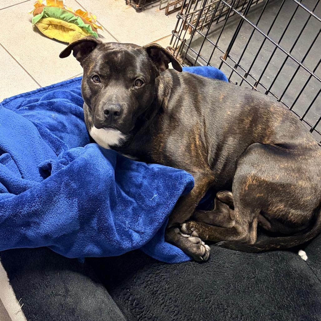 Brody 2257, a Adoptable Mixed Breed in Kansas City, MO image 6/6
