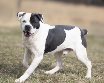 Milo, a ADOPTABLE mixed breed in Bedford, IN image 3/3