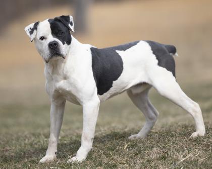 Milo, a ADOPTABLE mixed breed in Bedford, IN image 2/3